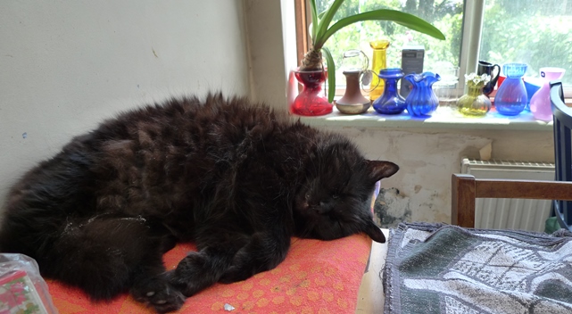 cat hyacinth vases