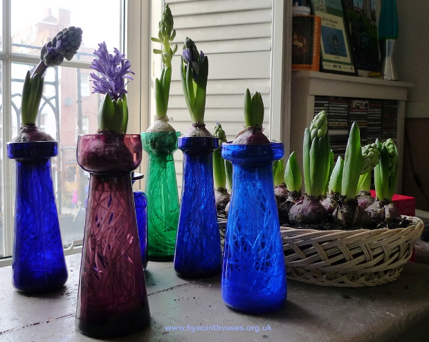 forced hyacinths in hyacinth vases